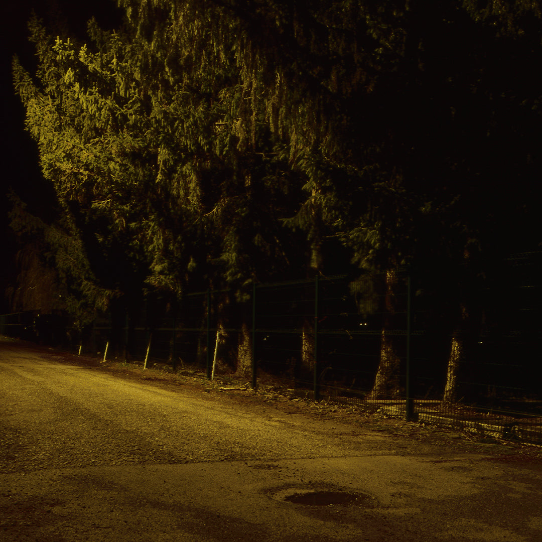 Trees A, by Nicholas Winter