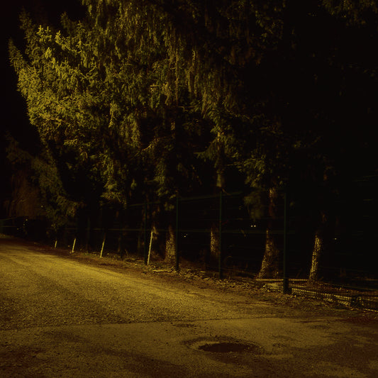 Trees A, by Nicholas Winter