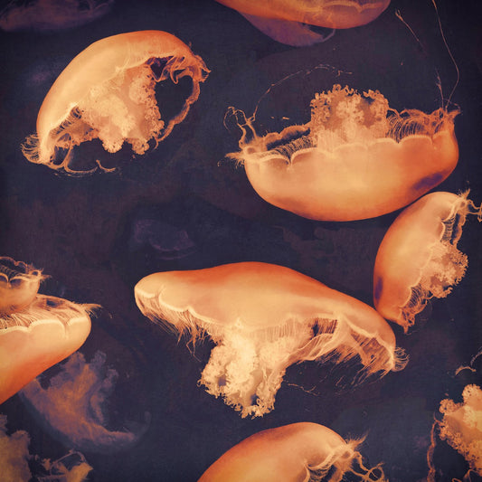 Monterey Seas, by Nadia Attura
